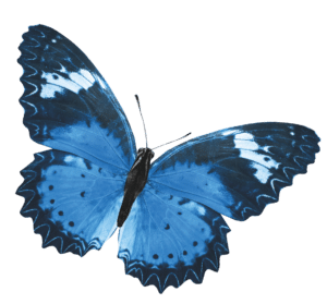 schmetterling blau-humanunternehmer